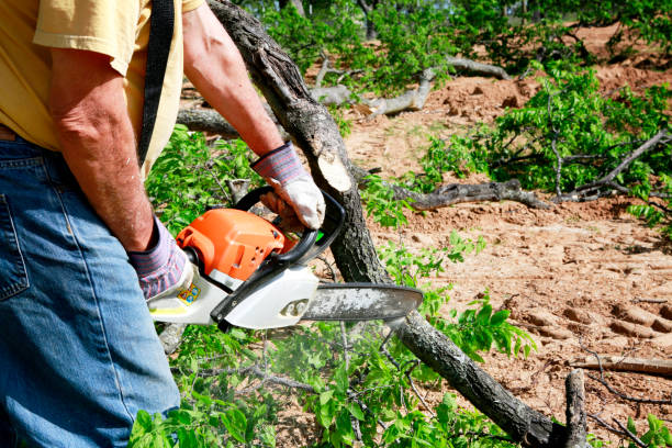 Reliable Oklahoma City, OK Tree Services Solutions